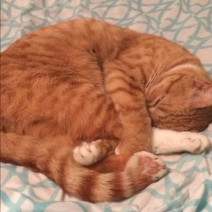 Meet your Posher, Julee